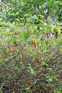 Vaisgantas (Leptadenia pyrotechnica)