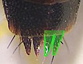 Tachinus corticinus female tip abdomen