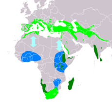 Distribución de Tachymarptis melba