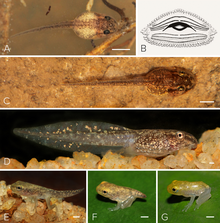 Tadpoles of Mercurana myristicapalustris. Stages (A) 28, (B) illustration of the oral apparatus, (C) 29, (D) 30 (E) 42 (F) 44 and (G) 45. Tadpole of Mercurana myristicapalustris.png