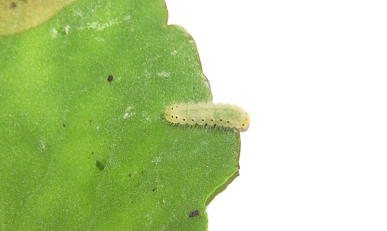 File:Talicada nyseus Guérin-Méneville, 1843 – Red Pierrot Life cycle - caterpillar - on host plant Bryophyllum pinnatum at Peravoor (13).jpg