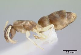 Tapinoma annandalei