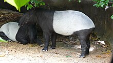 Tapir singapore zoo.JPG