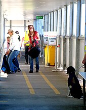 Dog at work searching for fruit in the luggage of passengers embarking from a boat to Tasmania Tasmania Fruit Detector Dog.jpg