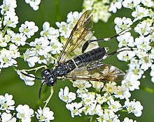 Tenthredinidae - Macrophya montana (laki-laki).JPG