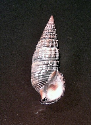 <i>Terebralia semistriata</i> Species of gastropod