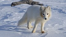 雪: 性質, 雪の降り方, 雪の物理