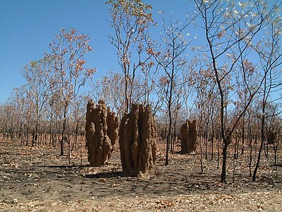 Termite mounds NT.JPG