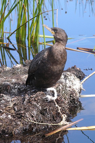 File:Tethered cormorant domesticated fisher Uros Islands Peru.jpg