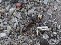 Tetramorium caespitum (Linnaeus, 1758)