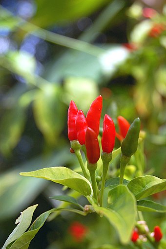 Thai hot peppers, or Tinian peppers, growing wild.