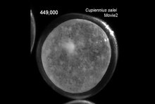 Fil: The-embryonic-development-of-the-central-American-wandering-spider-Cupiennius-salei-1742-9994-8-15-S3.ogv