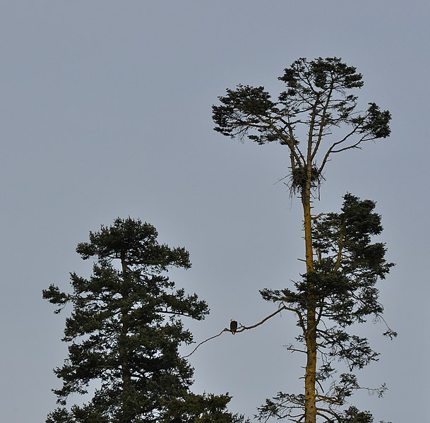 File:The Eagle's Nest.JPG