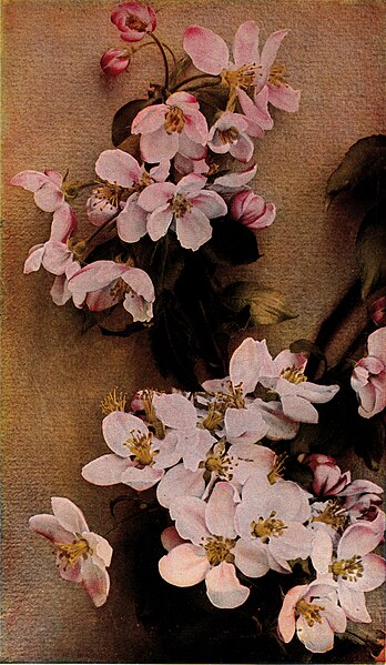 File:The How and Why Library - Apple Blossoms.jpg