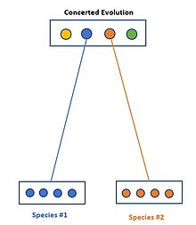 The Theory of Concerted Evolution- A Molecular Process an Organism May Go Through.jpg