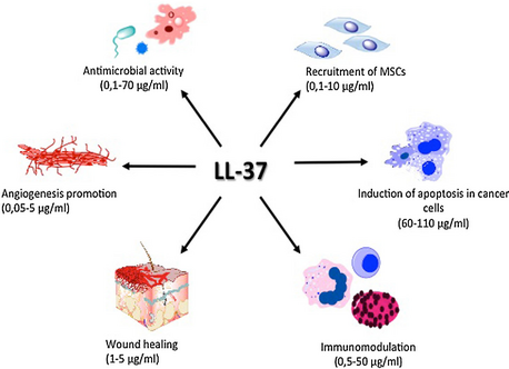 The pleiotropic properties of LL-37 in relation to the different cells and tissues The pleiotropic properties of LL-37 in relation to the different cells and tissues.png