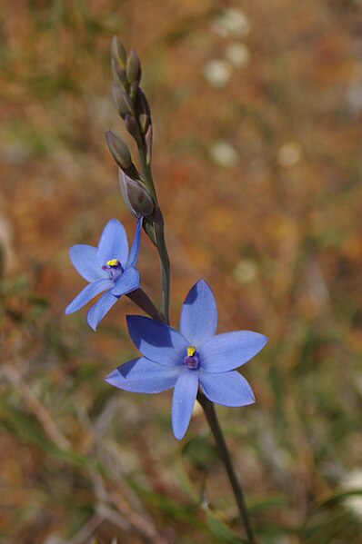 File:Thelymitra crinita gnangarra 02.JPG