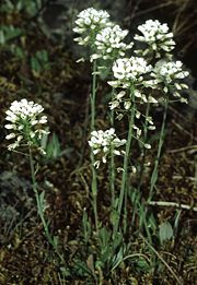 Thlaspi montanum