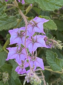 Underside of flower Thomasia purpurea.jpg