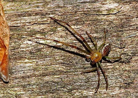 Thomisidae fg01.jpg