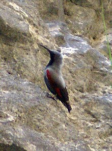 Hane i sommardräkt fotograferad i juni i Pyreneerna.