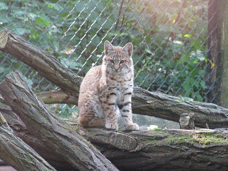 File:Tierpark Cottbus Rotluchs 1.JPG