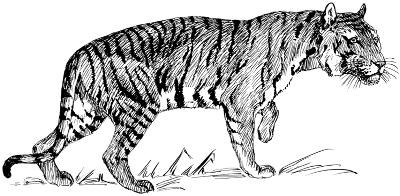 File:Tiger 2 (PSF).png