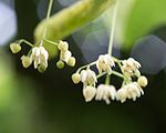 Tilia americana, or American basswood flower close up