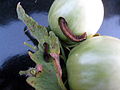 Tomato fruitworm eating an unripe tomato