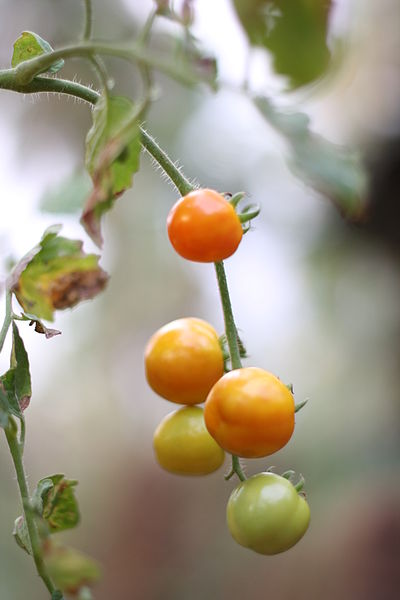 File:Tomato plant 01.JPG