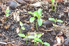 Toona ciliata - germinating seeds
