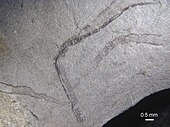 Fossil of the mysterious Cambrian animal Torellella Torellella toolsensis.jpg