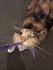 Tortoiseshell cat - Wikipedia