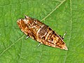 European grapevine moth Tortricidae - Lobesia botrana.JPG