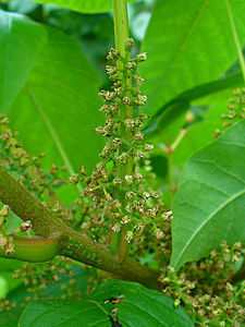 Toxicodendron radicans Inflorescence