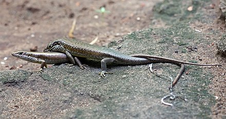 Most reptiles reproduce sexually, for example this Trachylepis maculilabris skink