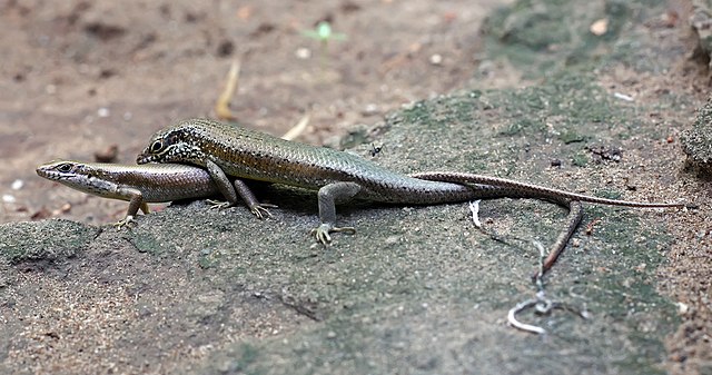 Trachylepis maculilabris skinks mating