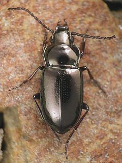 <i>Trachypachus holmbergi</i> Species of beetle