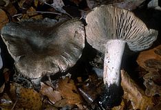 Tricholoma pullum 234057.jpg