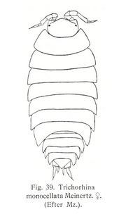Thumbnail for Trichorhina tomentosa