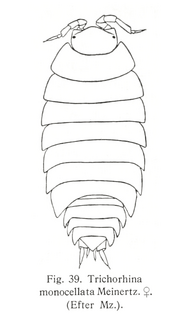 <i>Trichorhina tomentosa</i> Species of crustacean