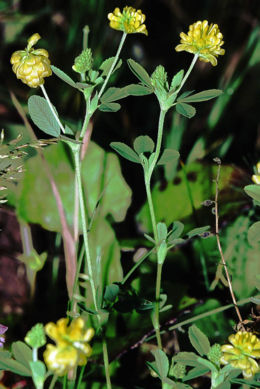 Dirvoninis dobilas (Trifolium aureum)