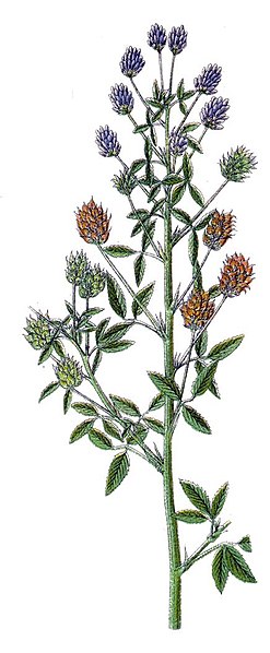 File:Trigonella besseriana Sturm.jpg