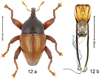 <i>Trigonopterus bonthainensis</i> Species of beetle