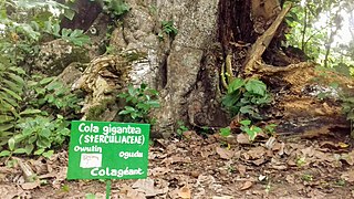 Trunk of the Giant Colatier inne i JPN ~ 2.jpg