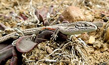 T. m. rangeri white morph Tropidosaura montana rangeri.jpg