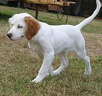 An English Setter puppy when the colour markings on the body are not yet fully developed Trouble2.jpg