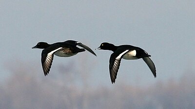 In flight