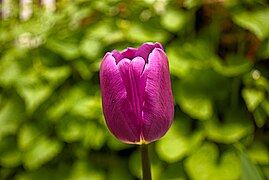 Tulip of spring 2.