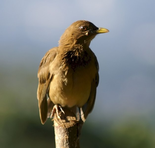 File:Turdus grayi 4zz.jpg